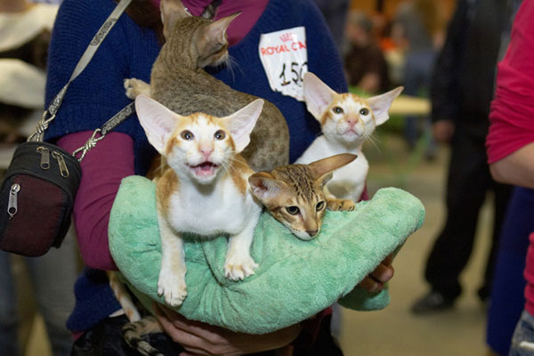 купить котенка